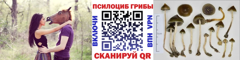 Псилоцибиновые грибы Psilocybine cubensis  Кущёвская 